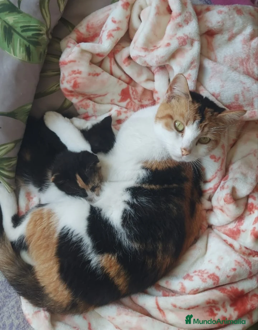 Raza Mixta gatos en venta: Cruce de persa - Anuncio 7