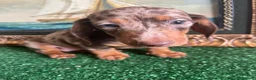 Teckel Miniatura perros en venta: Disponible preciosa cachorra de teckel miniatura  - Anuncio 3