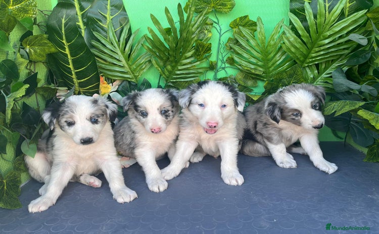 Border Collie perros - Anuncio 1