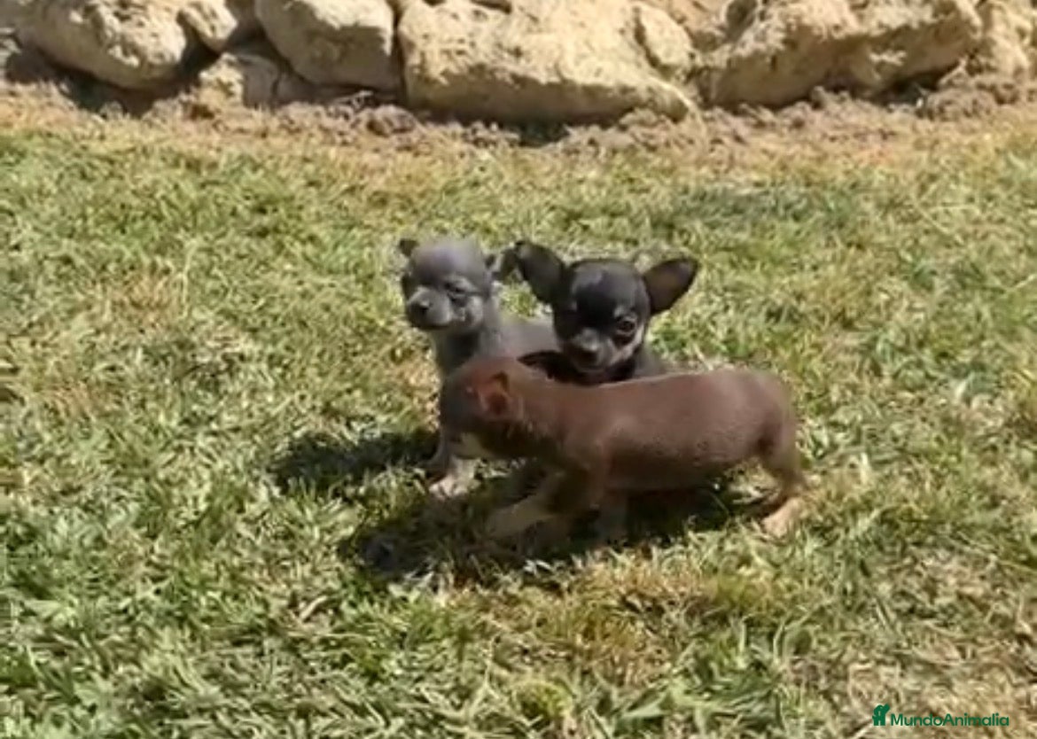 Chihuahua perros Chihuhuas machos  - Anuncio 2