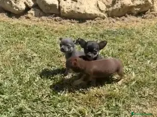 Chihuahua perros Chihuhuas machos - Anuncio 4