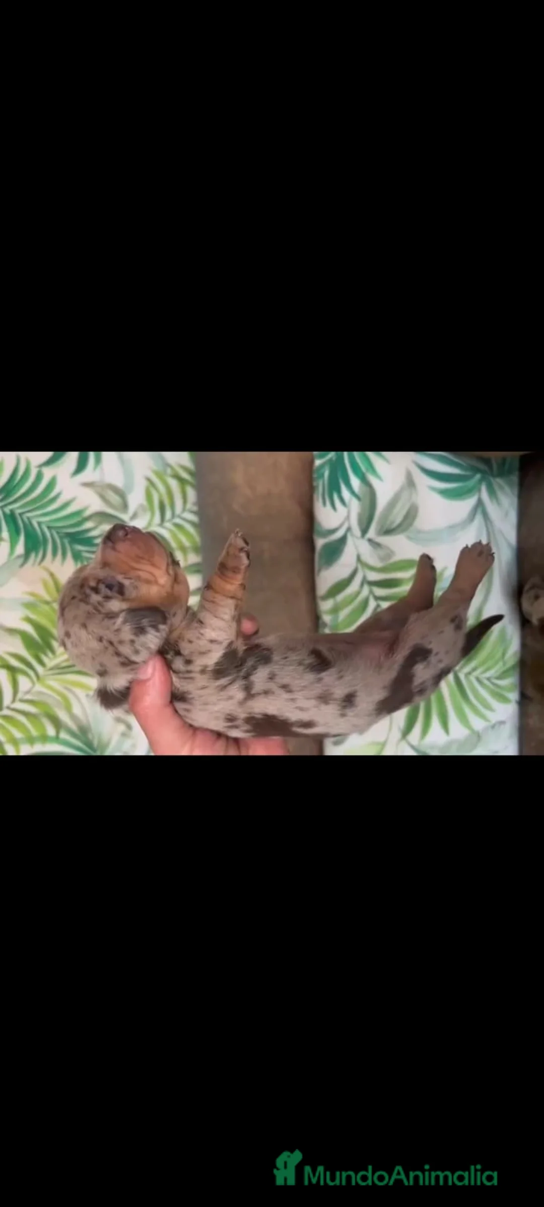 Teckel Miniatura perros en venta: Teckel mini - Anuncio 6