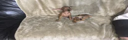 Pinscher Miniatura perros en venta: Preciosos pinscher miniatura rojos🐶🐾 en Cáceres - Anuncio 4