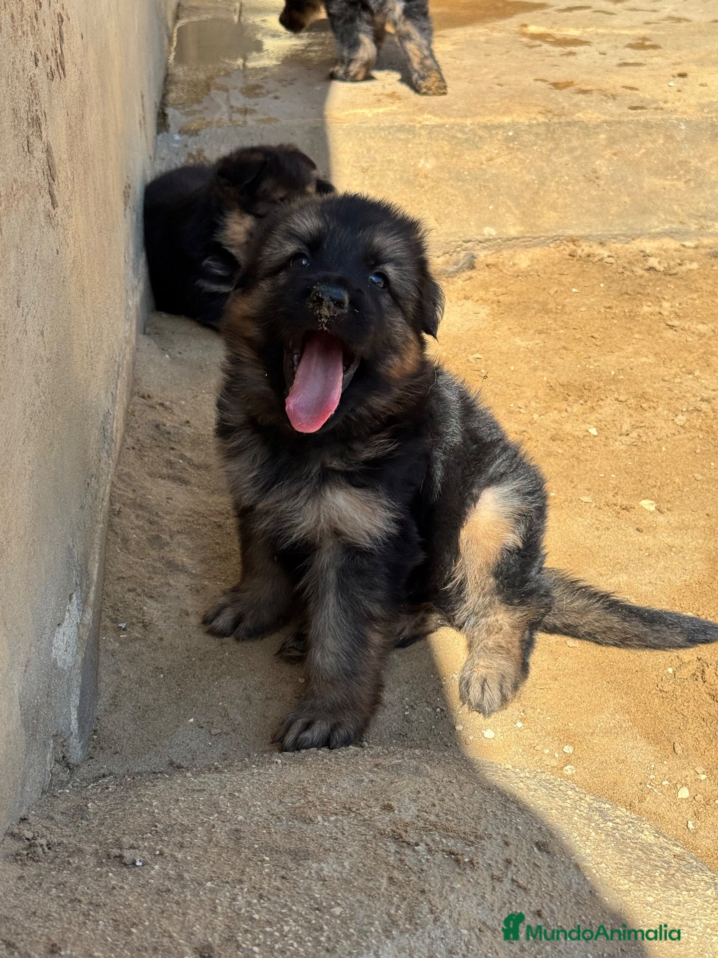 Pastor Alemán perros CACHORROS DE PASTOR ALEMÁN DE PELO LARGO - Anuncio 1