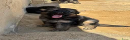 Pastor Alemán perros en venta: CACHORROS DE PASTOR ALEMÁN DE PELO LARGO - Anuncio 1