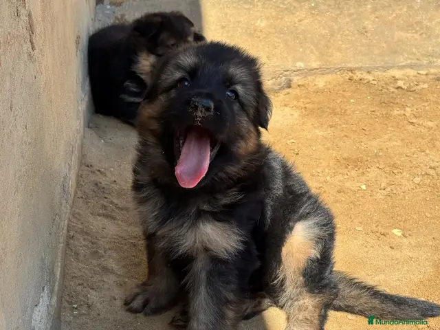 Pastor Alemán perros CACHORROS DE PASTOR ALEMÁN DE PELO LARGO - Anuncio 1