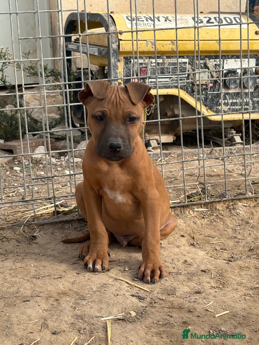 American Pit Bull Terrier perros en venta: Pitbull con pedigree  - Anuncio 2