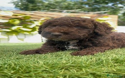 Perro de Agua Español perros en venta: PERRO DE AGUA ESPAÑOL MACHO CHOCOLATE - Imagen 20