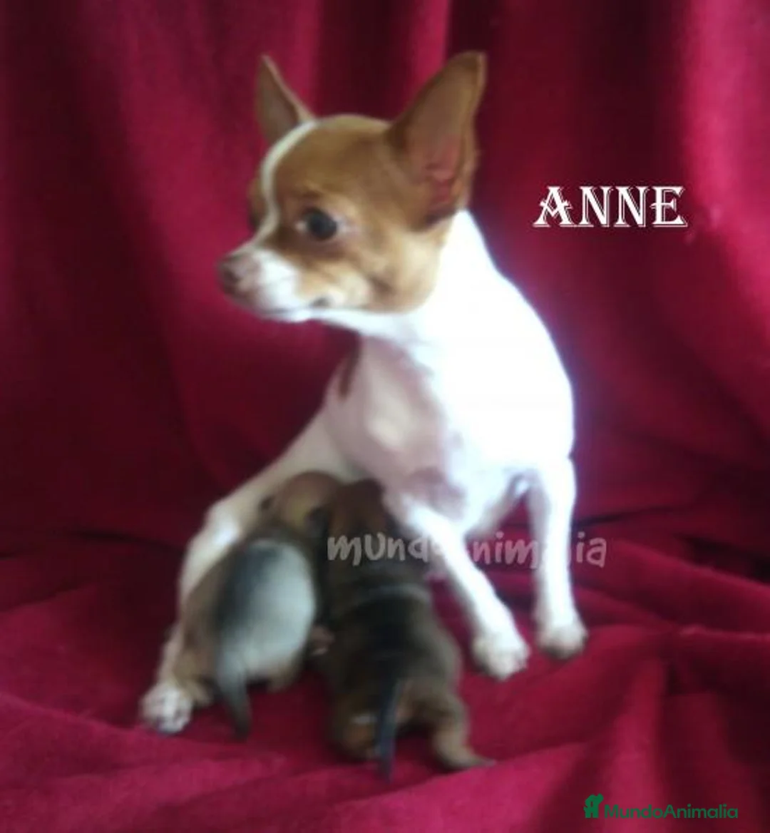 Imagen de galería {{count}}