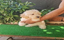 Maltipoo perros en venta: Maltipoo - Imagen 3