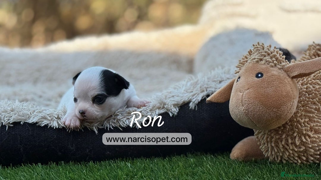 Chihuahua perros en venta: CHIHUAHUA DISPONIBLE - Imagen 1