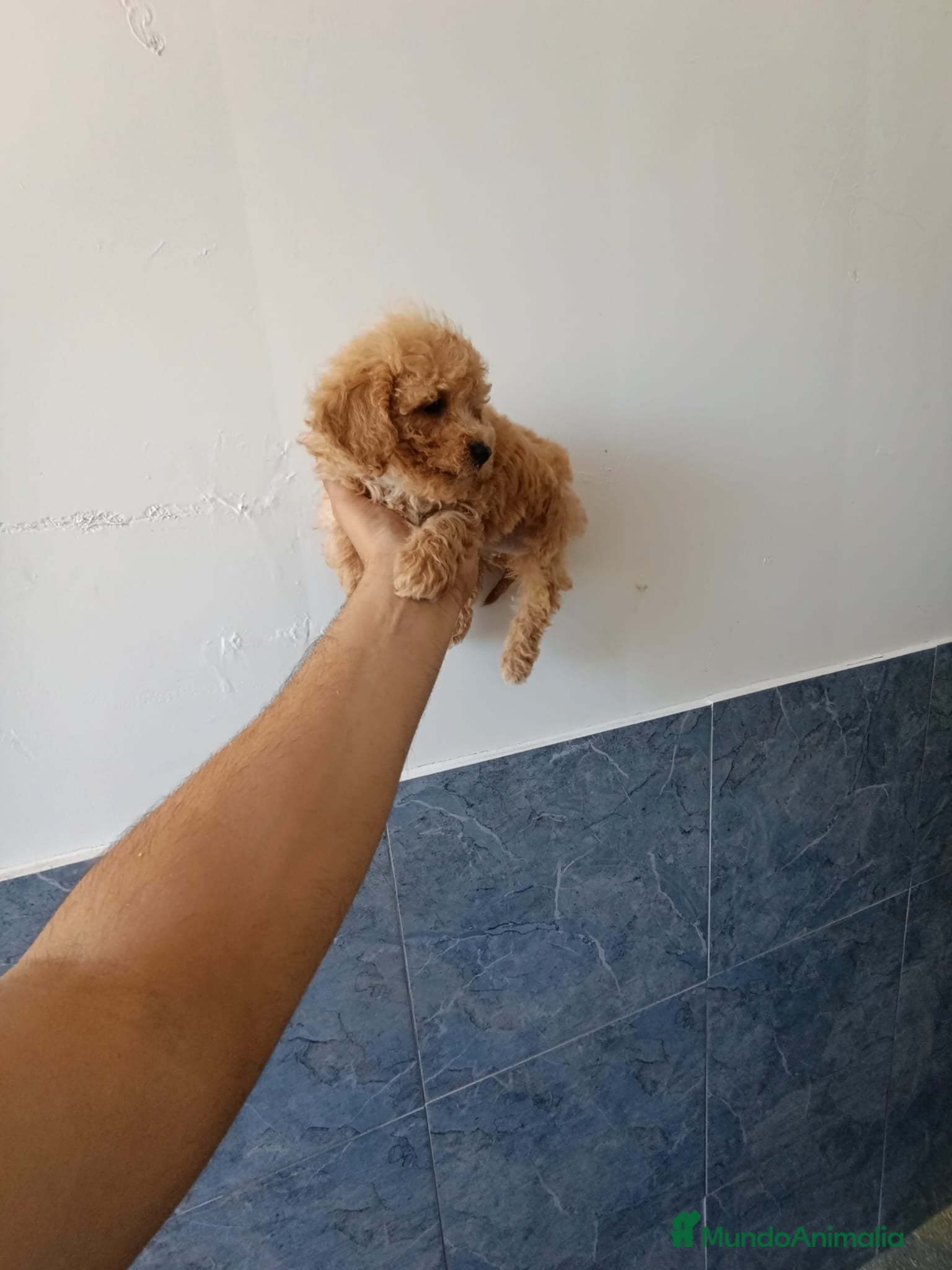 Caniche Enano perros Preciosa camada de Caniche enanos en Granada - Anuncio 2