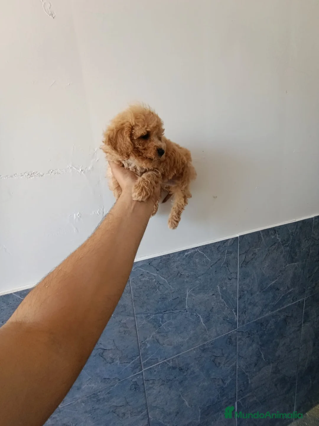 Caniche Enano perros en venta: Preciosa camada de Caniche enanos en Granada - Anuncio 2