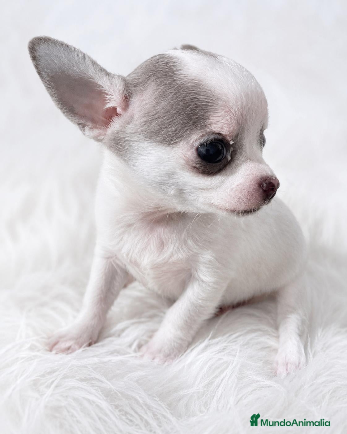 Chihuahua perros CHIHUAHUA MICRO TOY DE LÍNEA RUSA – EJEMPLAR ÚNICO - Anuncio 1