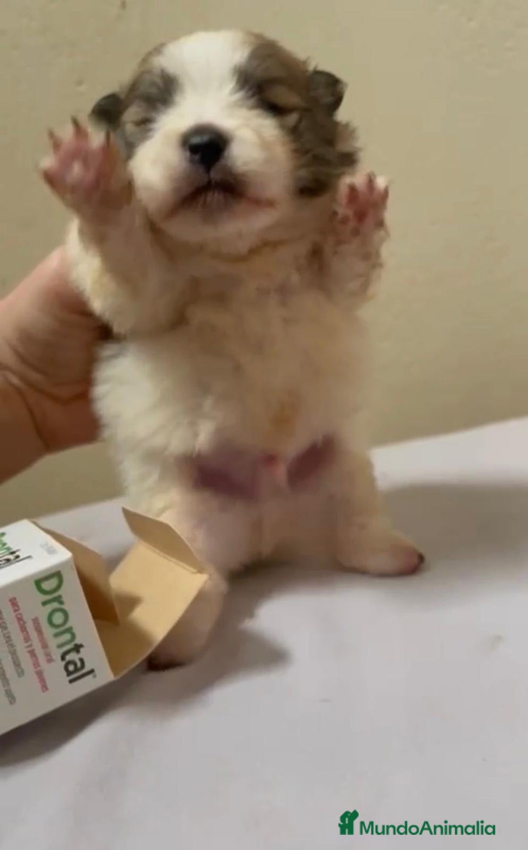 Pomerania perros en venta: Lulu pomerania toy - Anuncio 7