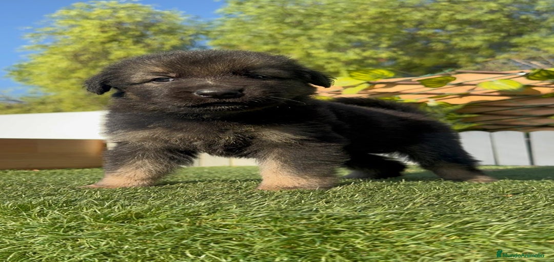 Imagen de galería {{count}}