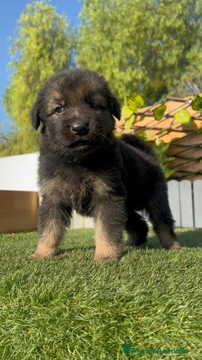 Imagen de galería {{count}}