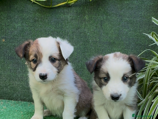 Border Collie perros en Torremolinos - Anuncio 28