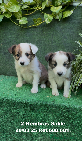 Border Collie perros en Torremolinos - Anuncio 20