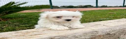 Bichón Maltés perros en venta: BICHON MALTES - Anuncio 2