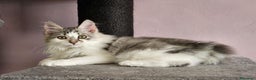 Kurilean Bobtail de Pelo Largo gatos en venta: Kurilian Macho - Anuncio 6
