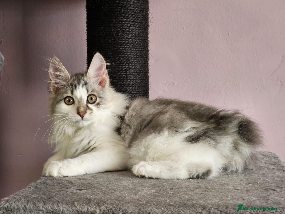 Kurilean Bobtail de Pelo Largo gatos en venta: Kurilian Macho - Anuncio 6