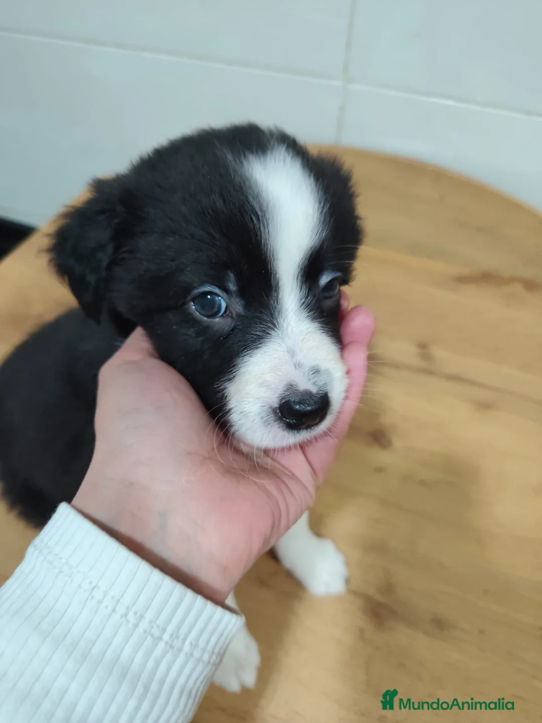 Border Collie perros en venta: Cachorros de Border Collie machos y hembras - Anuncio 12
