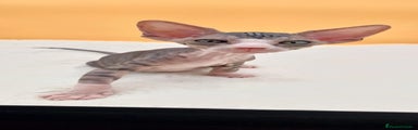 Sphynx Gatito 6