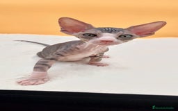 Sphynx gatos en venta: Preciosa camada de gatitos sphynx  - Imagen 29