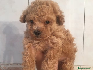 Caniche Toy perros en Madrid - Anuncio 18