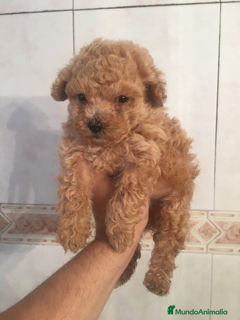 Caniche Toy perros en Madrid - Anuncio 5