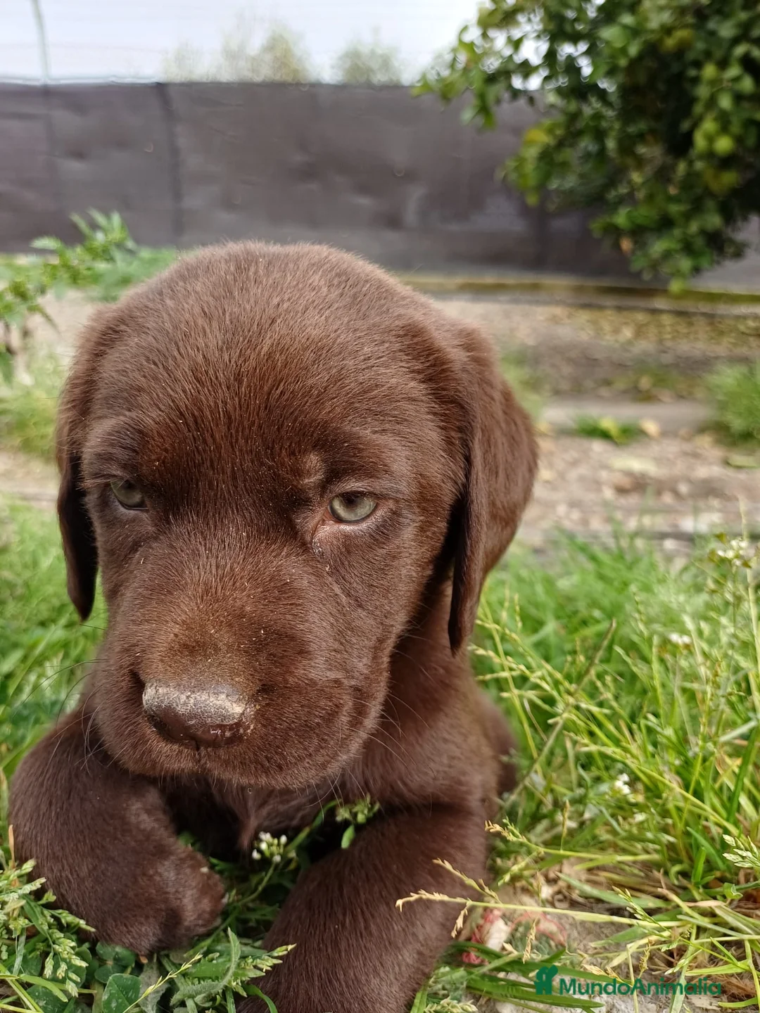 Labrador Retriever perros en venta: Disponibles preciosos labradores chocolate en Málaga - Anuncio 6