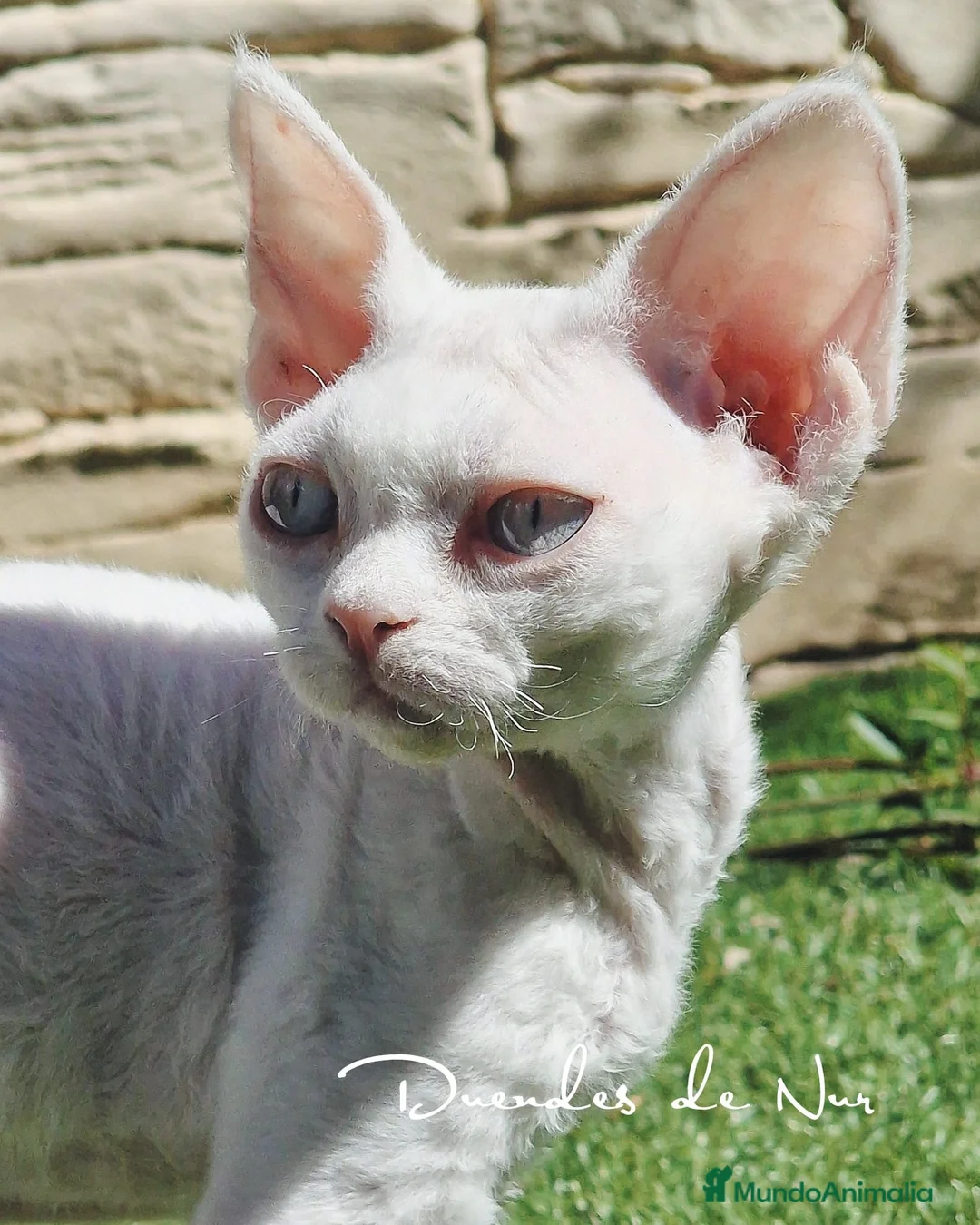 Imagen de galería {{count}}