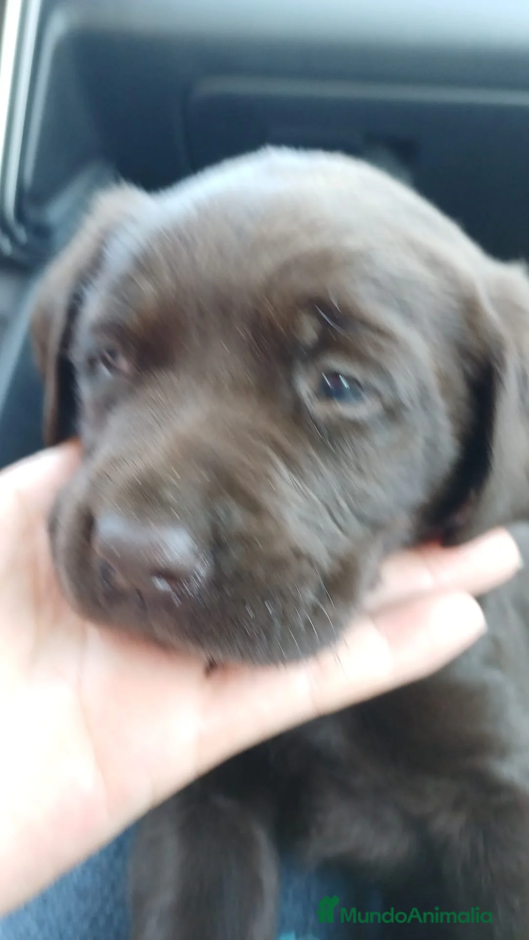 Labrador Retriever perros en venta: Espectacular macho chocolate  en Málaga - Anuncio 3