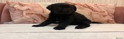 Labrador Retriever perros en venta: Labrador retriever  - Anuncio 6