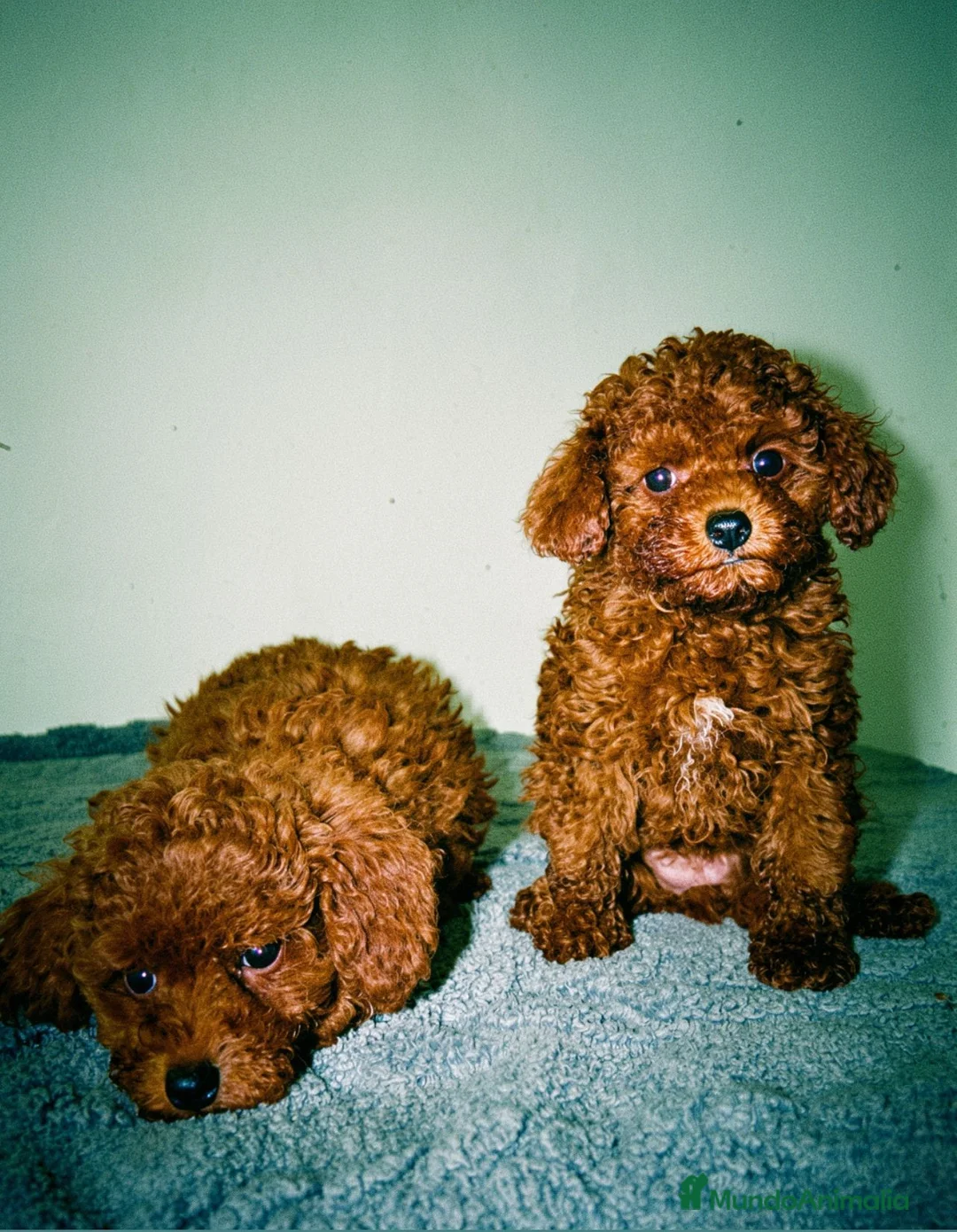 Caniche Toy perros en venta: Caniche toy  - Anuncio 2