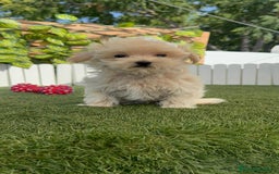Maltipoo perros en venta: MALTIPOO  - Imagen 7