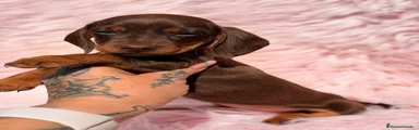 Teckel Miniatura Cachorro 1