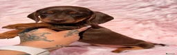 Teckel Miniatura perros en venta: Teckel mini chocolate hembra  - Anuncio 5