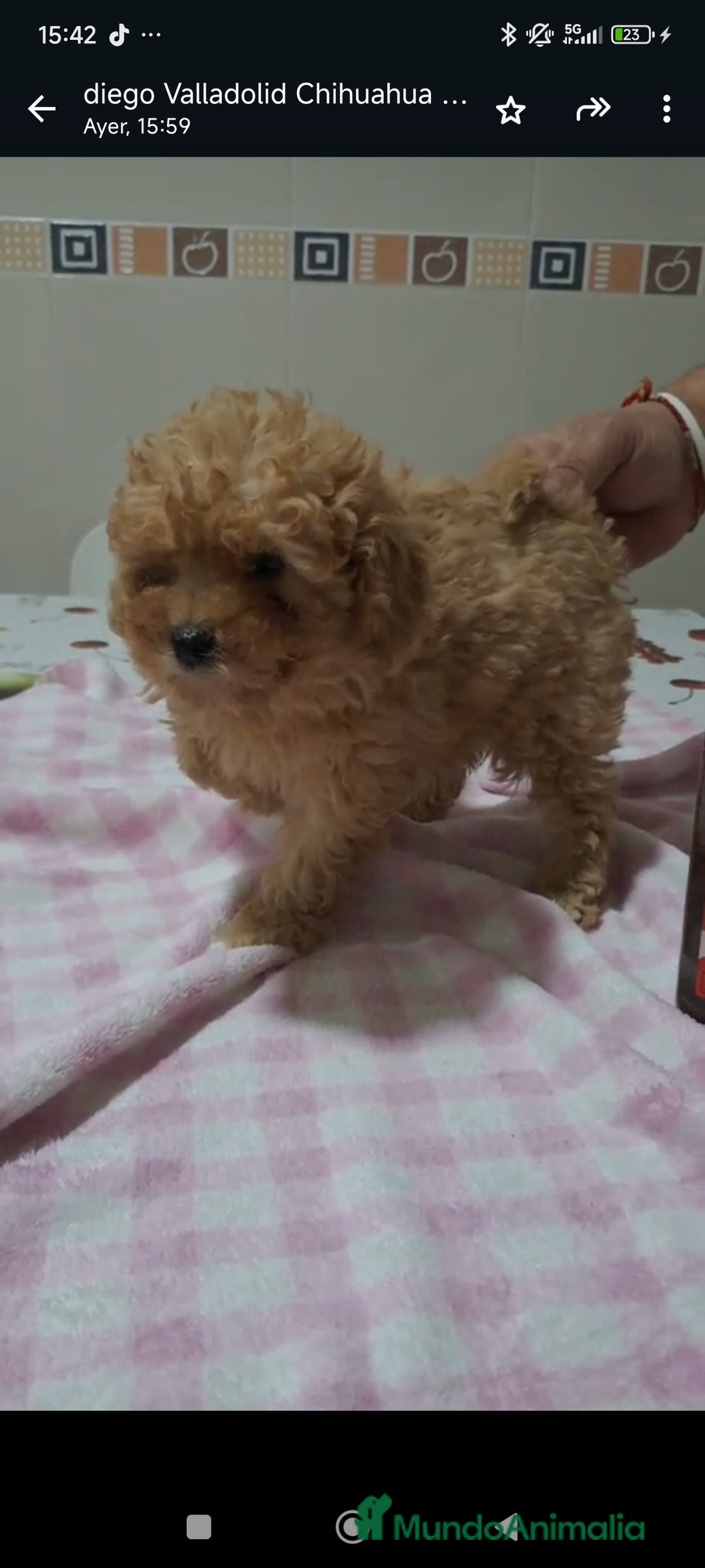 Caniche Toy perros en venta: Caniche toy varios colores - Anuncio 1