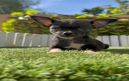 Chihuahua perros en venta: CHIHUAHUA HEMBRA - Imagen 5