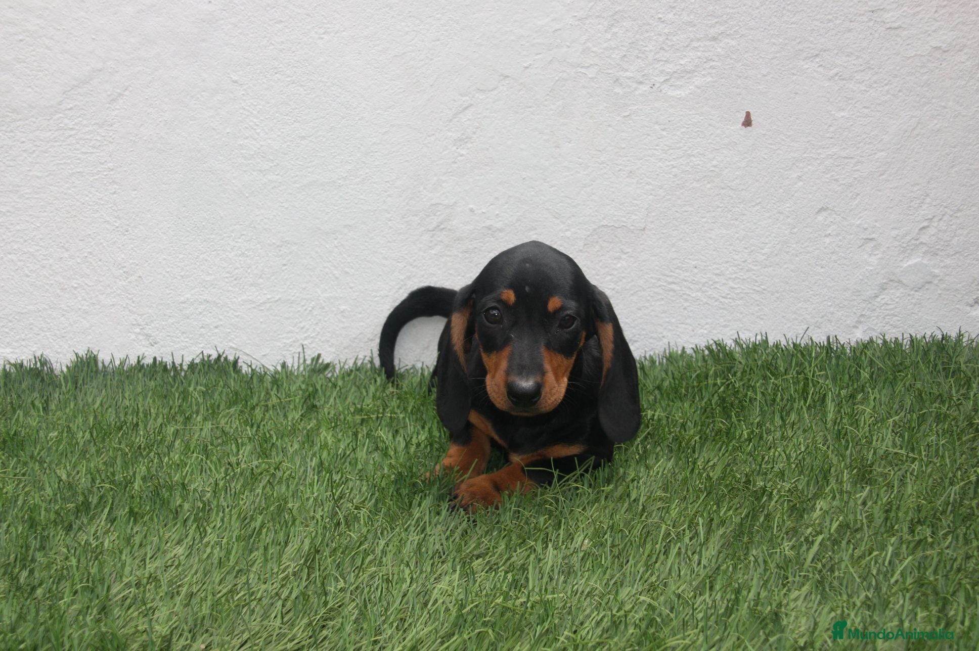 Teckel Miniatura perros Teckel miniatura  - Anuncio 1