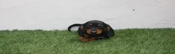 Teckel Miniatura perros en venta: Teckel miniatura  - Anuncio 1