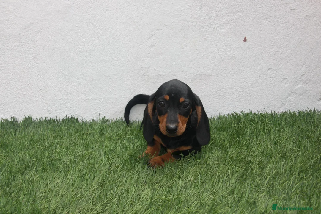 Teckel Miniatura perros en venta: Teckel miniatura  - Anuncio 1