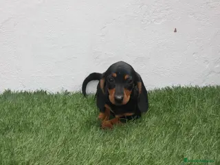 Teckel Miniatura perros Teckel miniatura - Anuncio 1