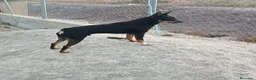 Pinscher Miniatura perros en venta: Rateros murcianos mini Pinscher  - Anuncio 6