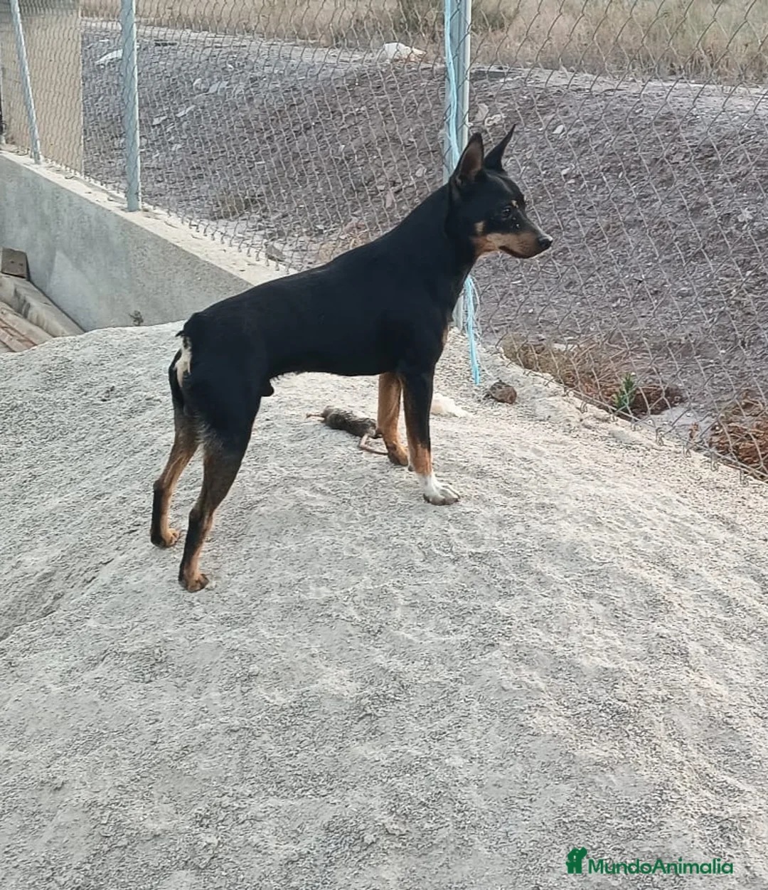 Pinscher Miniatura perros en venta: Rateros murcianos mini Pinscher  - Anuncio 6