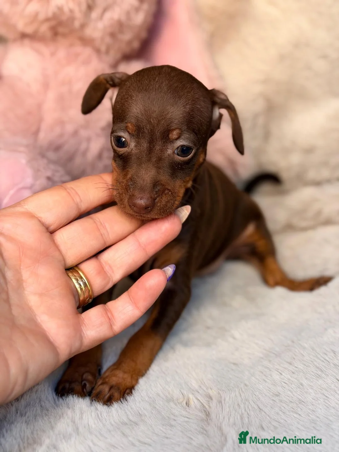 Pinscher Miniatura perros en venta: Hembra mini pinscher choco🐾🩷 - Anuncio 2