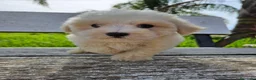 Bichón Maltés perros en venta: Bichon maltés precio real - Anuncio 10