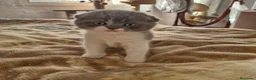 Scottish Fold gatos en venta: Scottish fold calidad - Anuncio 2